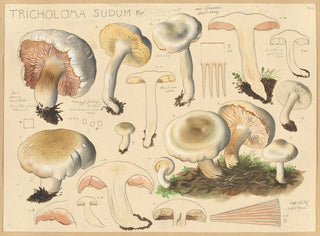 Tricholome sudum - Hans Baldung — artwork view