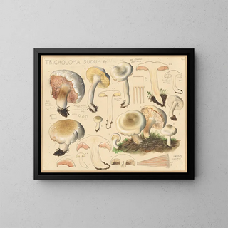 Tricholome sudum - Hans Baldung — framed artwork on a wall