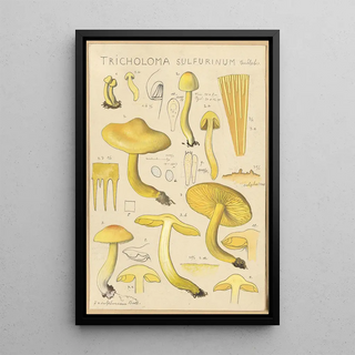 Hans Walty - Tricholoma sulfurinum.webp