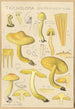 Tricholoma sulfurinum - Hans Baldung — artwork view