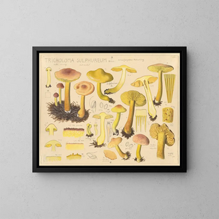 Tricholome soufré - Hans Baldung — framed artwork on a wall