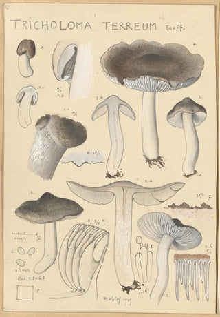 Hans Walty - Tricholoma terreum.webp