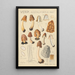Verpa digitaliformis - Hans Baldung — framed artwork on a wall