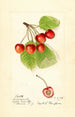 Prunus avium Cleveland - Harriet L Thompson — artwork view