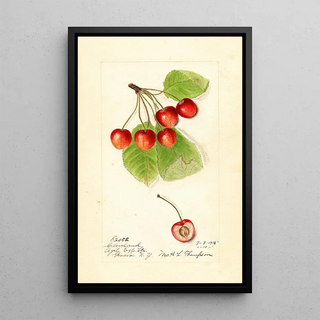 Harriet L Thompson - Prunus avium Cleveland.webp