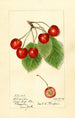 Prunus avium Florence - Harriet L Thompson — artwork view