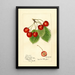Prunus avium Florence - Harriet L Thompson — framed artwork on a wall