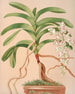 Aerides Quinquevulnerum - Harriet Stewart Miner — artwork view