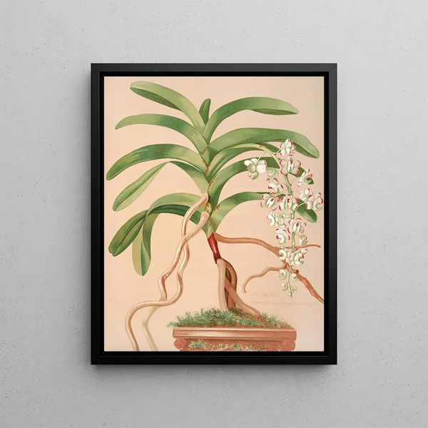 Aerides Quinquevulnerum - Harriet Stewart Miner — framed artwork on a wall