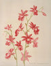 Calanthe Veitchii - Harriet Stewart Miner — artwork view