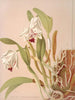 Cattleya Chocoensis - Harriet Stewart Miner — artwork view