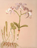 Cattleya Loddigesii - Harriet Stewart Miner — artwork view
