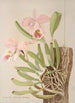 Cattleya Mossiae - Harriet Stewart Miner — artwork view