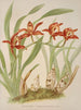 Cymbidium Hookerianum - Harriet Stewart Miner — artwork view