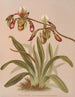 Cypripedium Haynaldianum - Harriet Stewart Miner — artwork view