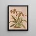 Cypripedium Haynaldianum - Harriet Stewart Miner — framed artwork on a wall