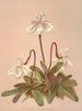 Snow Lady's Slipper - Harriet Stewart Miner — artwork view