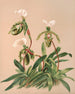 Cypripedium Spicerianum - Harriet Stewart Miner — artwork view