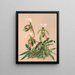 Cypripedium Spicerianum - Harriet Stewart Miner — framed artwork on a wall