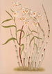 Dendrobium Devonianum - Harriet Stewart Miner — artwork view