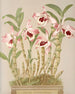 Dendrobium Nobile Painting - Harriet Stewart Miner — artwork view