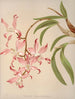 Laelia Automnale - Harriet Stewart Miner — artwork view