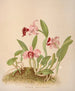 Laelia Dayeana - Harriet Stewart Miner — artwork view