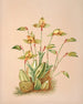 Lycaste Aromatica - Harriet Stewart Miner — artwork view