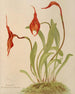 Masdevallia Veitchii - Harriet Stewart Miner — artwork view