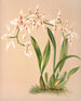 Odontoglossus Alexandrae - Harriet Stewart Miner | Painting — artwork view