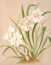 Odontoglossum Röezlii Album - Harriet Stewart Miner — artwork view