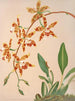 Odontoglossum Triumphant - Harriet Stewart Miner — artwork view