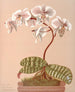 Phalaenopsis Schilleriana - Harriet Stewart Miner — artwork view