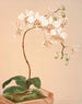 Phalaenopsis Stuartiana - Harriet Stewart Miner — artwork view