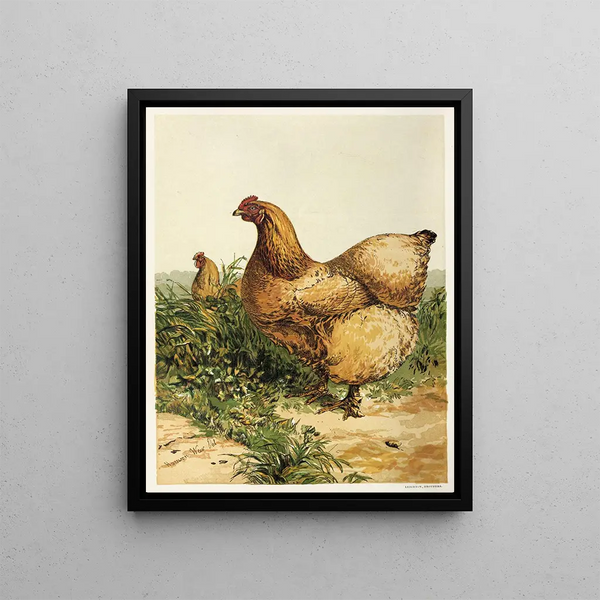 Poule Cochin chamois - Harrison Weir — framed artwork on a wall