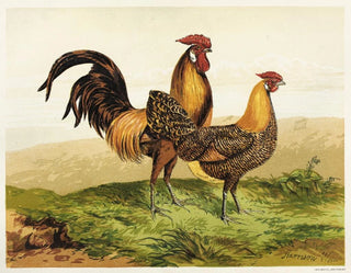 Golden Hambourgs Painting with Pencil - Harrison Weir — artwork view
