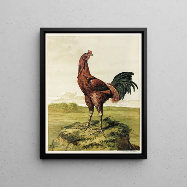Coq malais - Harrison Weir — framed artwork on a wall