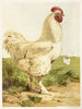 Coq Cochin blanc - Harrison Weir — artwork view