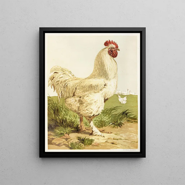 Coq Cochin blanc - Harrison Weir — framed artwork on a wall