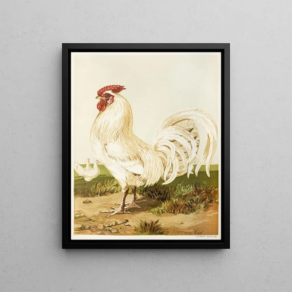 Dorking blanc - Harrison Weir — framed artwork on a wall