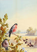 Summer Painting of a couple of bullfinches - Harry Bright — artwork view