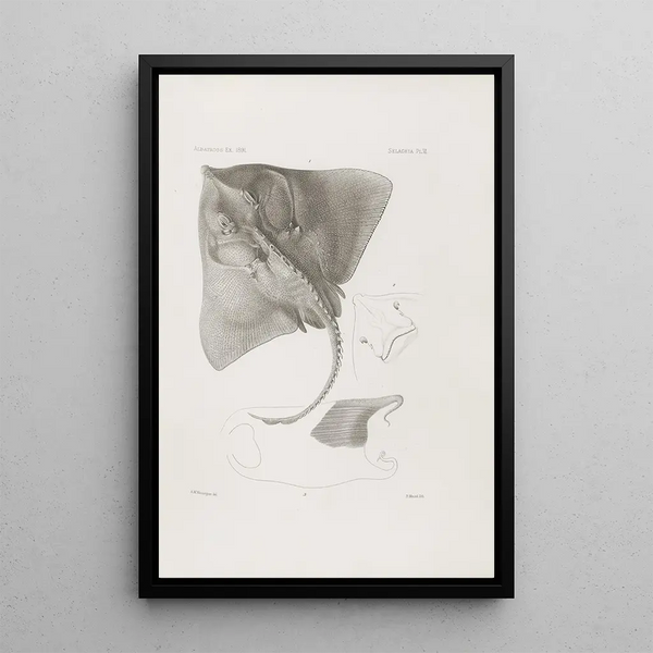 Harvard University Museum of Comparative Zoology Memories Pl06 - Harvard University Museum of Comparative Zoology — framed artwork on a wall