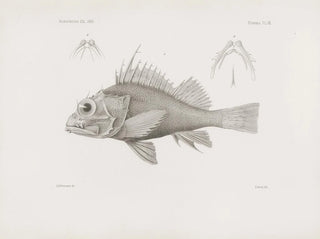 Memories of the Harvard College Museum of Comparative Zoology Pl07 - Harvard University Museum of Zoology — artwork view