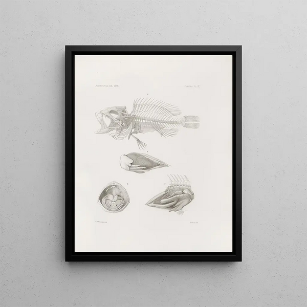 Mémoires du Musée de zoologie comparée du Harvard College Pl09 - Musée de Zoologie Comparée de l'Université Harvard — framed artwork on a wall
