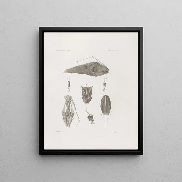 Memories of the Museum of Comparative Zoology at Harvard College Pl13 - Harvard University Museum of Zoology — framed artwork on a wall