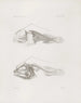 Memories of the Harvard College Museum of Comparative Zoology Pl14 - Harvard University Museum of Comparative Zoology — artwork view