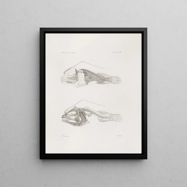 Memories of the Harvard College Museum of Comparative Zoology Pl14 - Harvard University Museum of Comparative Zoology — framed artwork on a wall