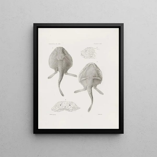 Memories of the Museum of Comparative Zoology of Harvard College Pl20 - Harvard University Museum of Zoology — framed artwork on a wall
