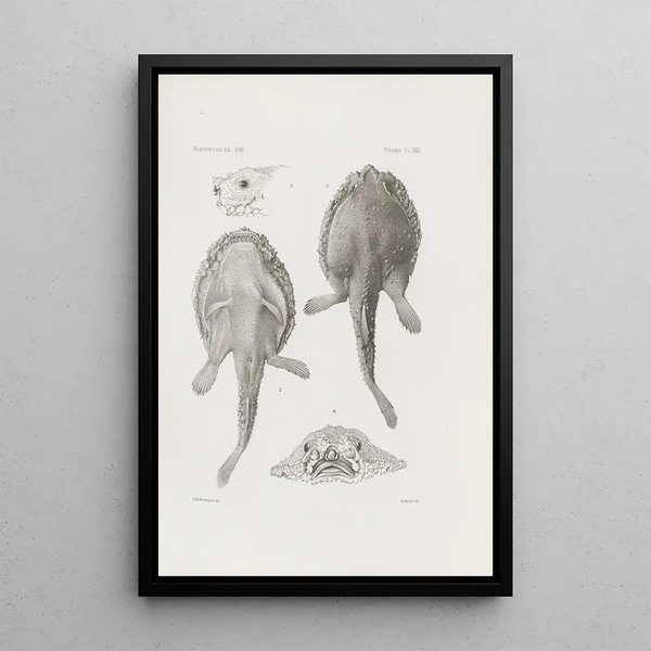 Memories of the Harvard University Comparative Zoology Museum Pl22 - Harvard University Comparative Zoology Museum — framed artwork on a wall