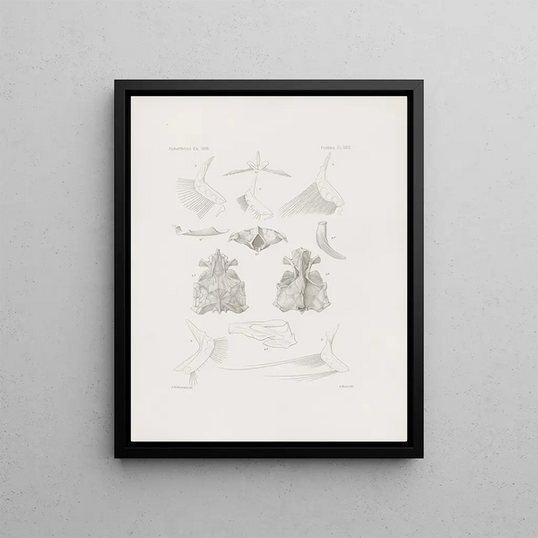 Memories of the Harvard College Museum of Comparative Zoology Pl29 - Harvard University Museum of Zoology — framed artwork on a wall